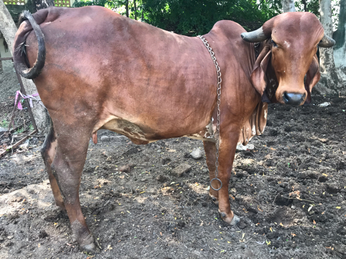 Gir cow sell in...