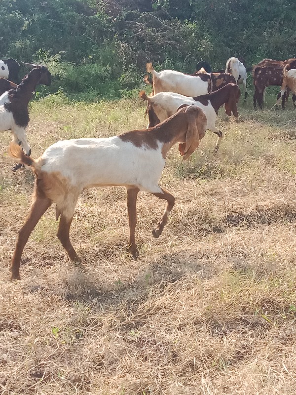 આ રાજસ્થાની બકર...