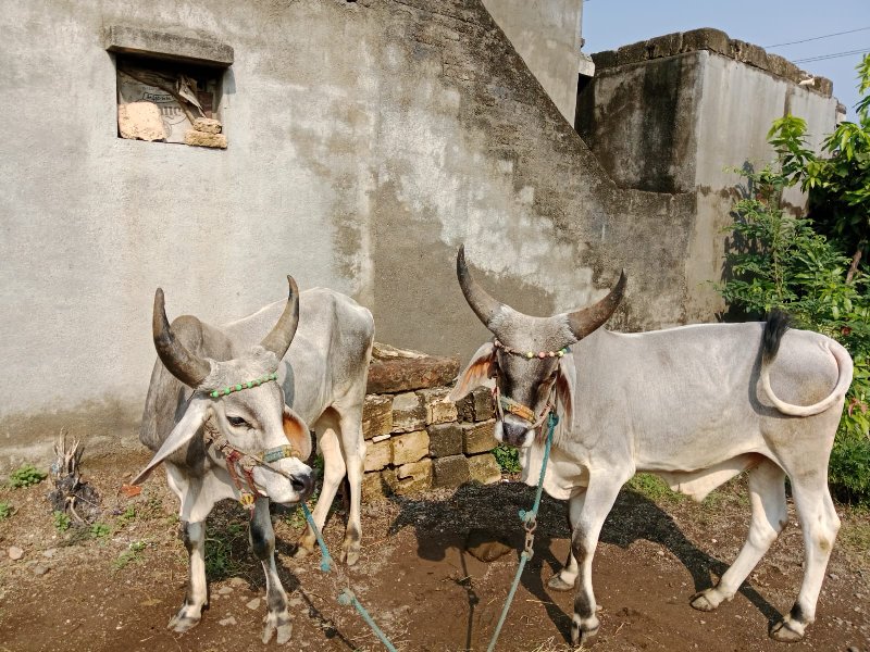 બળદ વેચવાના છે