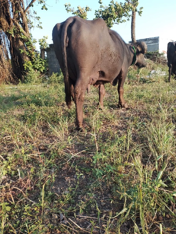 બે ભેસુ વેચવાની...