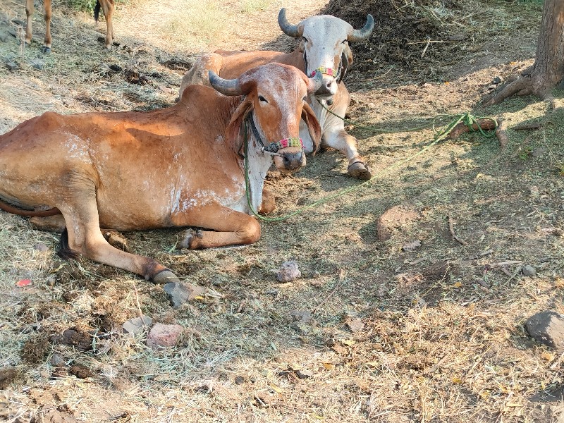 ગોઘલા વેચવાના છ...