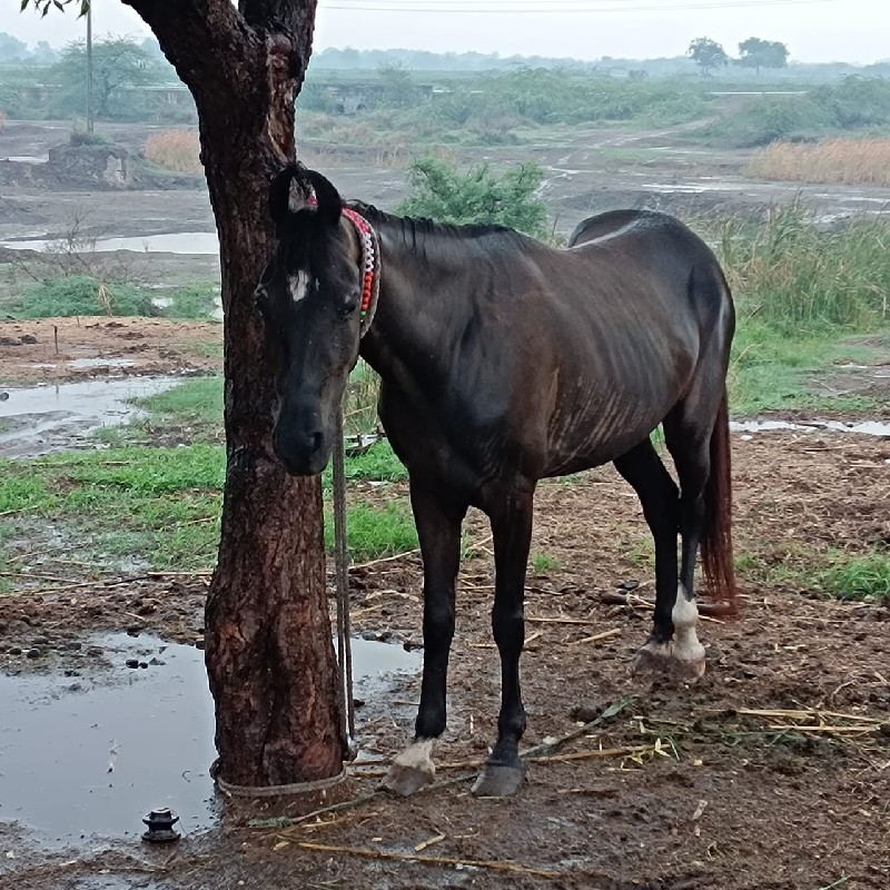 શાળા ધન થી ચાર...