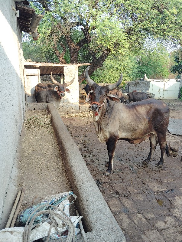 બરધ વેચવા ના સે