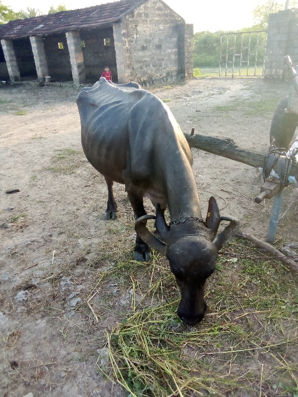 ભેંસ વેચવાની છે