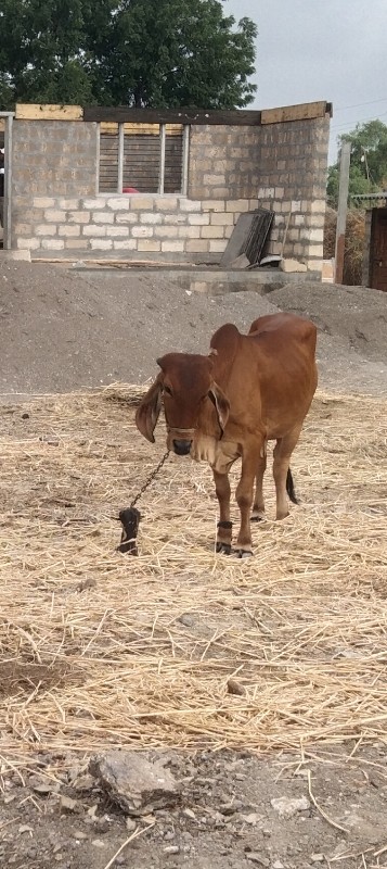 વાછરડી વેચવાની...