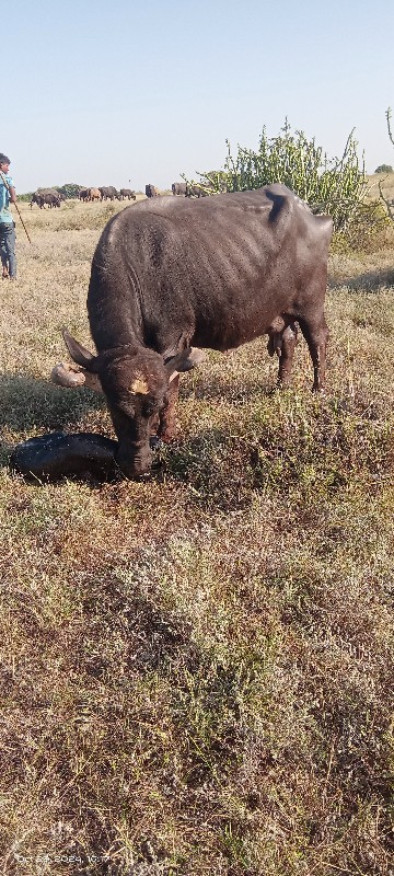 ભેંસ વેચવાનું છ...