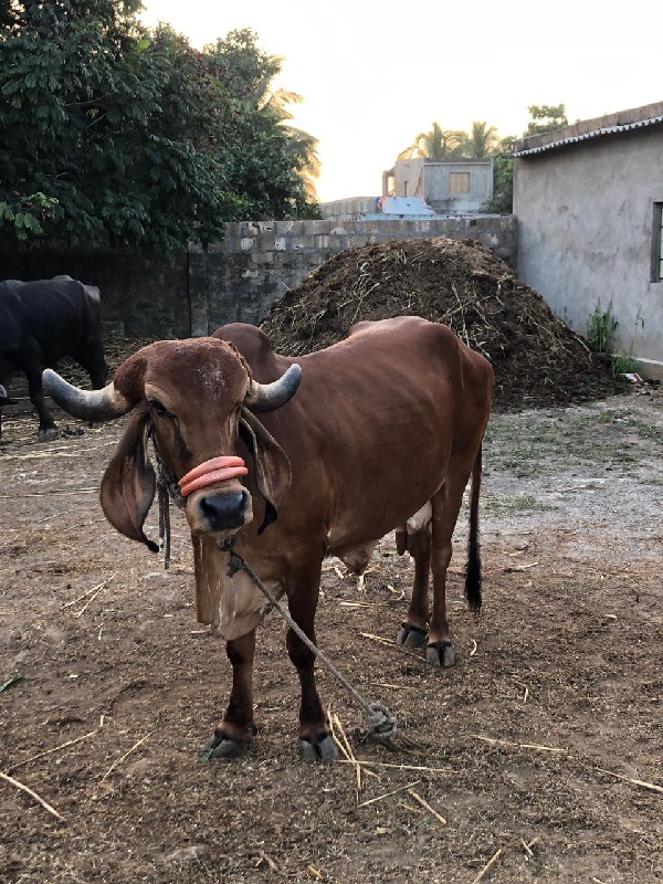 ગાય વેચવા નિ છે