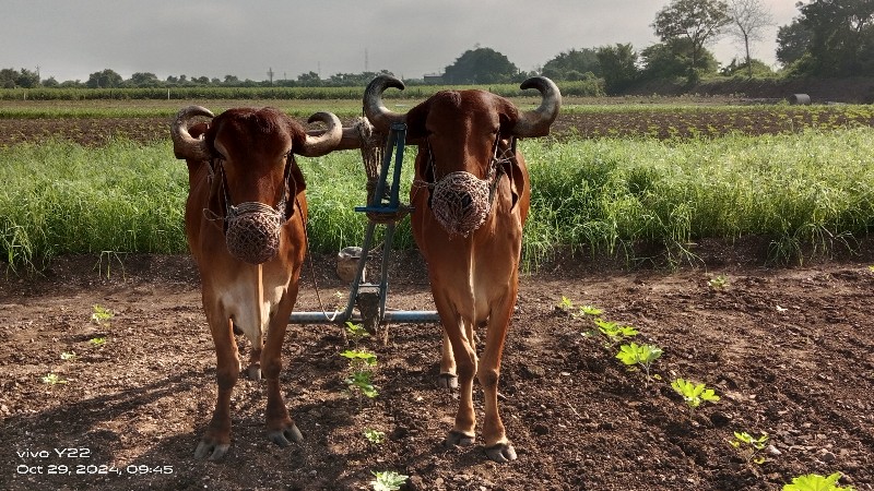 બળદ વેચવાના છે