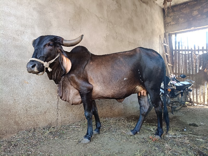 ગાભણ વાછડી