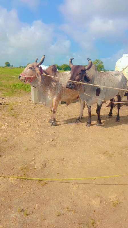 બધી જવાબદારી