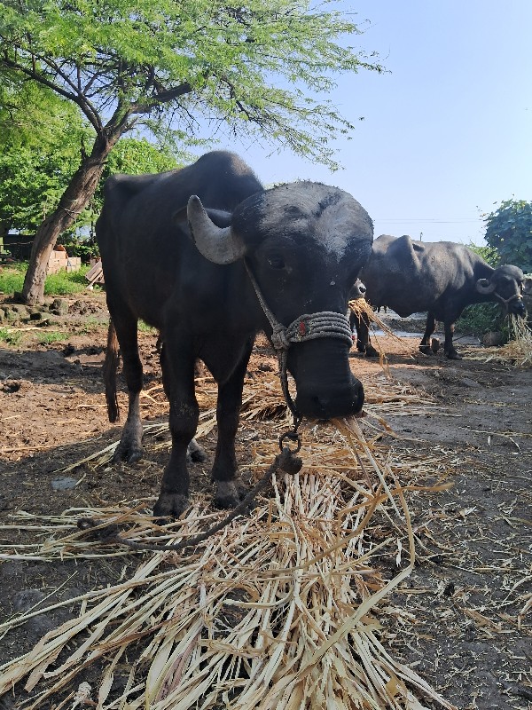 ખડેલી વેસવાન્ છ...