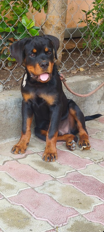 Rottweiler male