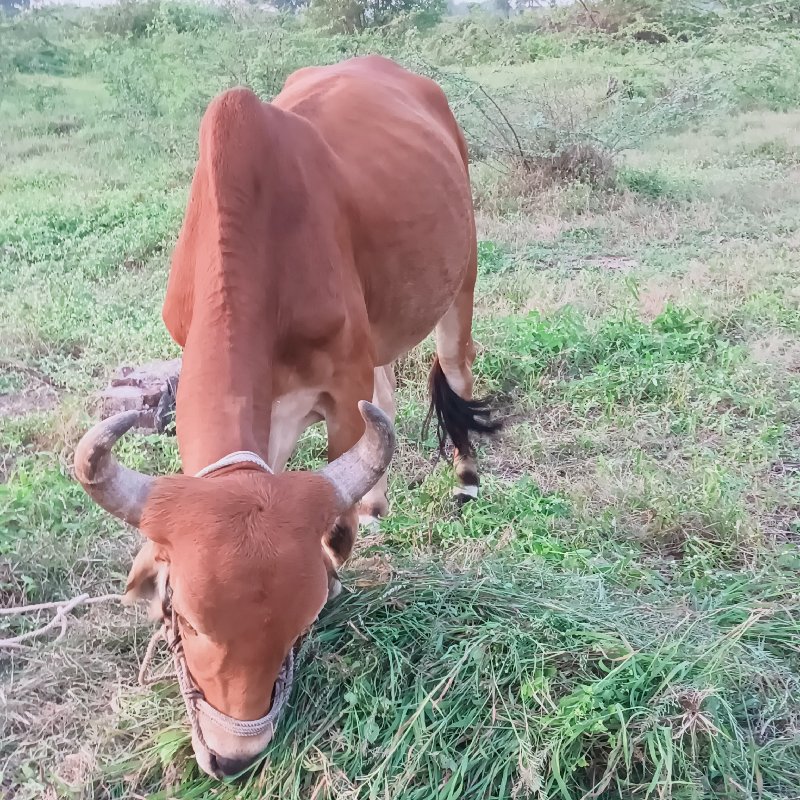 ગોધલા વેચવાના છ...