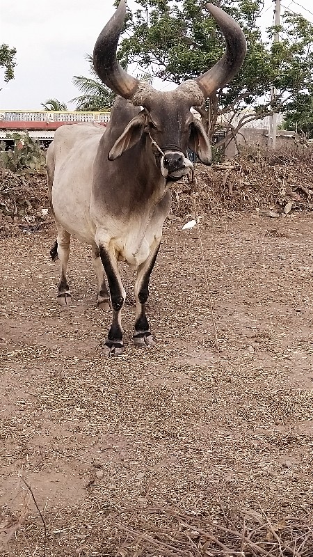 બધી જવાબદારી થી...