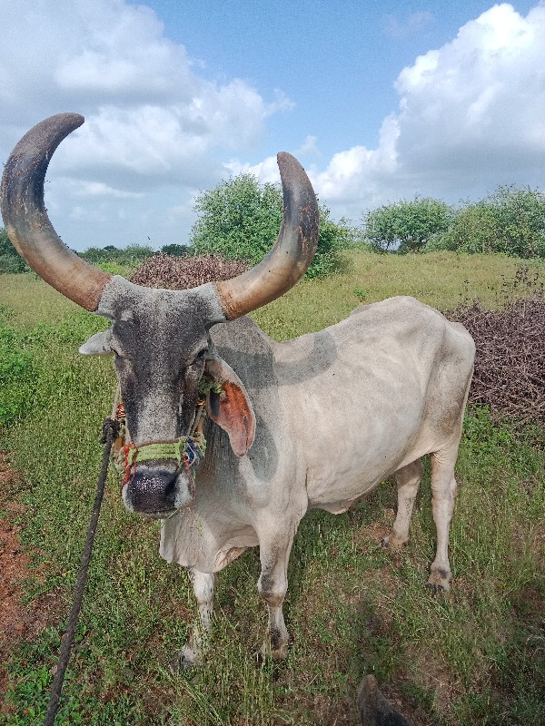 બળદ વેચવાના છે