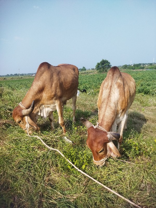 બળદ  વેચવાના છે