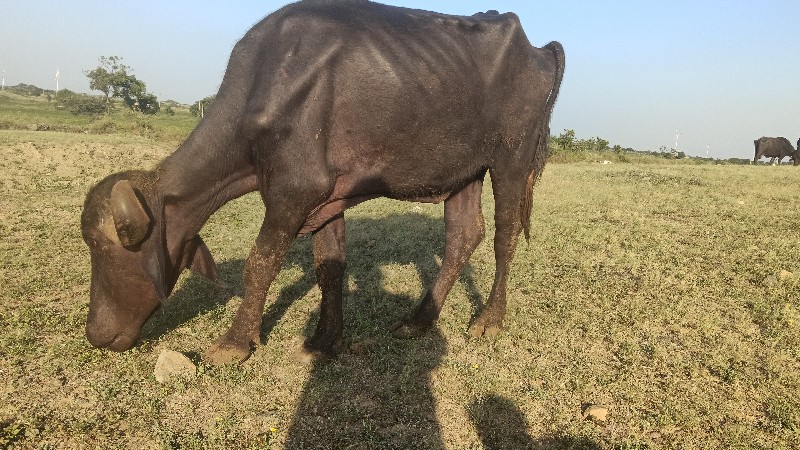 ખડેલુ