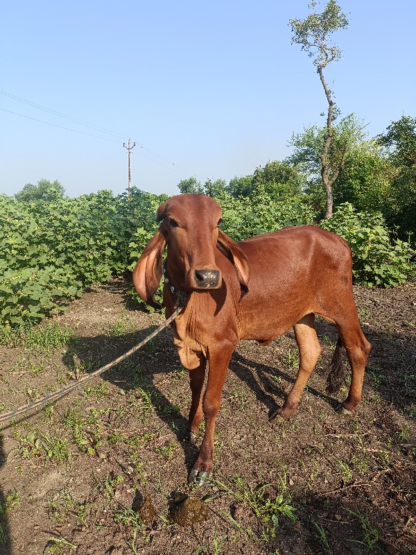 ગીર વાછડી વેચવા...