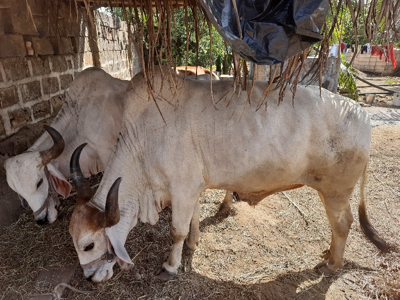 બળદ જોડી વેંચવા...