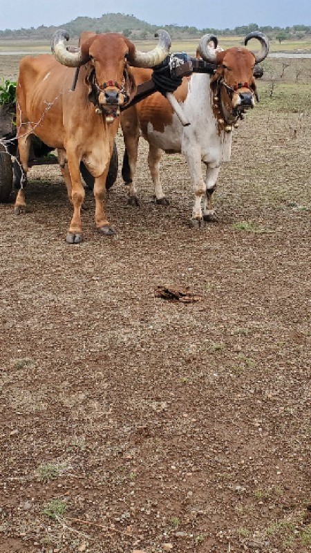 બળદવેચવાના‌છે