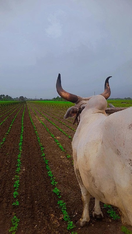 બળદ વેચવાનો છે.