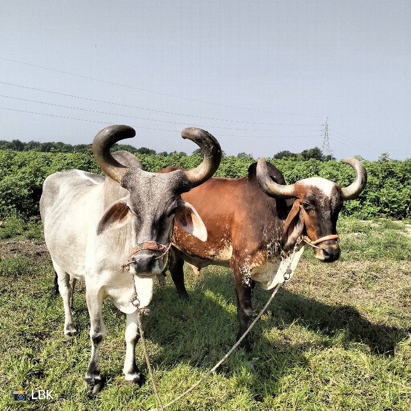 બળદ વેચવાના છે