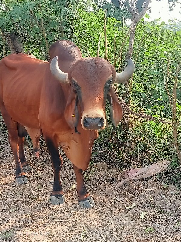 આખું તેના સાટા...