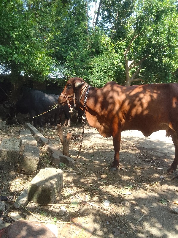 ગાય વેચવાની