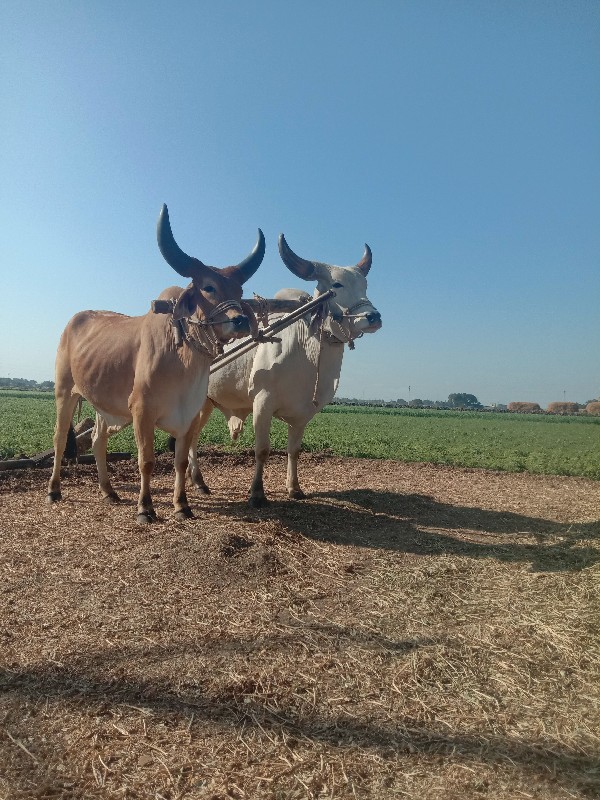 બરદ વેશવાના છે