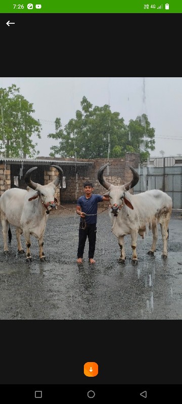 બળદ વેચવાના સે