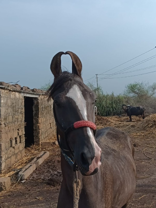 વશેરો