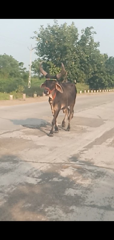 સાગર સોલંકી