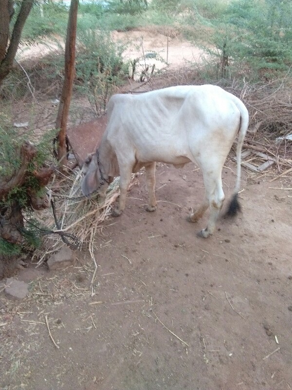 દેશી વાછરડી વેચ...