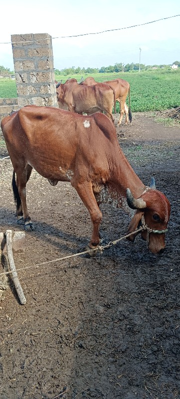 હોડકી વેચવાની સ...