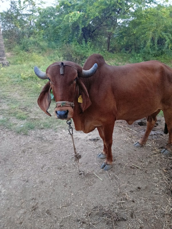 ગાય વેચવાની છે...