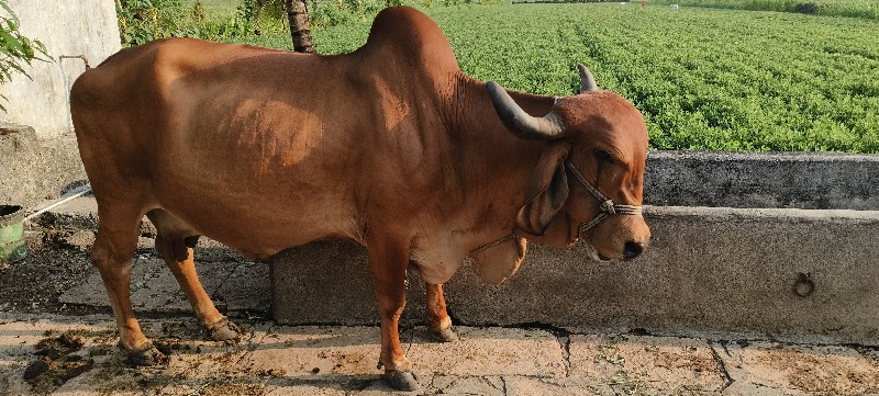 ગાય વેસવાની સે