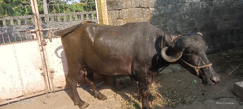 ખાડાઈ પેલું  વે...