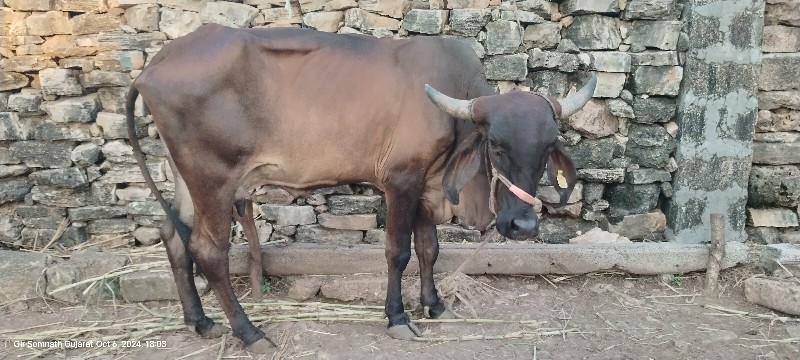 ગીર ક્રોસ ગાય