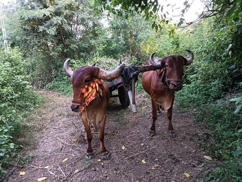 બીજી વાવણી ફૂલ...