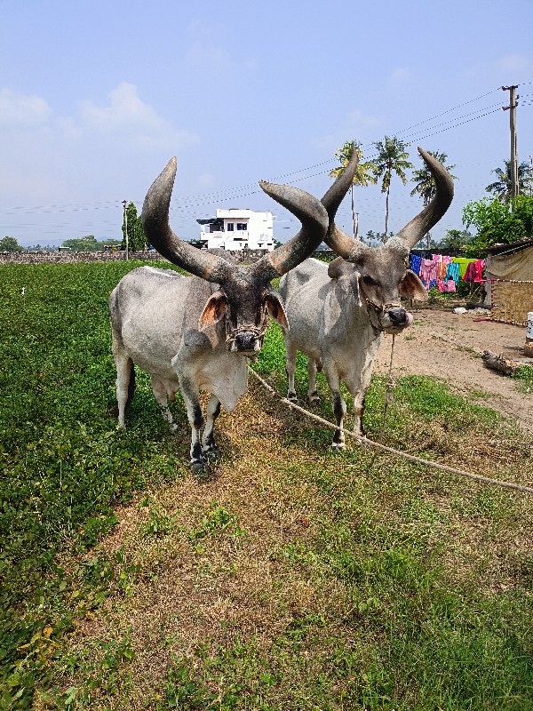 બરધ