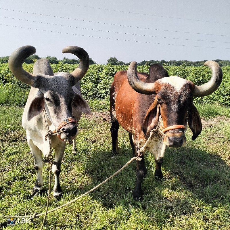 બળદ વેચવાના છે