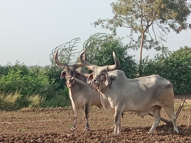 બળદ બેસવાના સે...