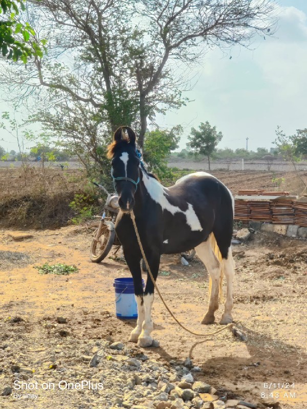 ધોડી વેસવાની છે