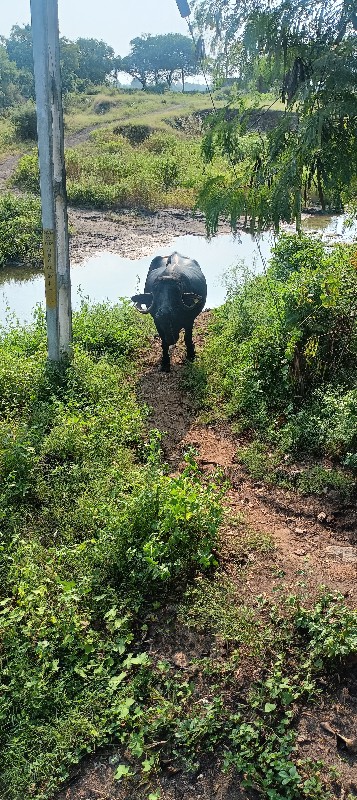 ભેંશ વેચવાની છે...