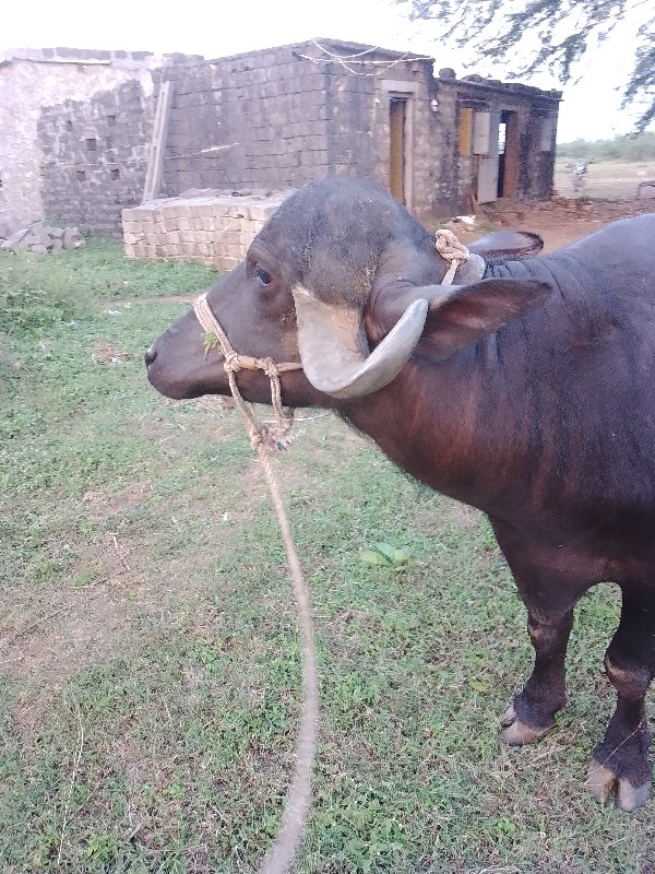 પેલલુવેતર