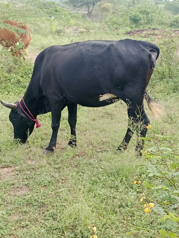 વેચવાની છે