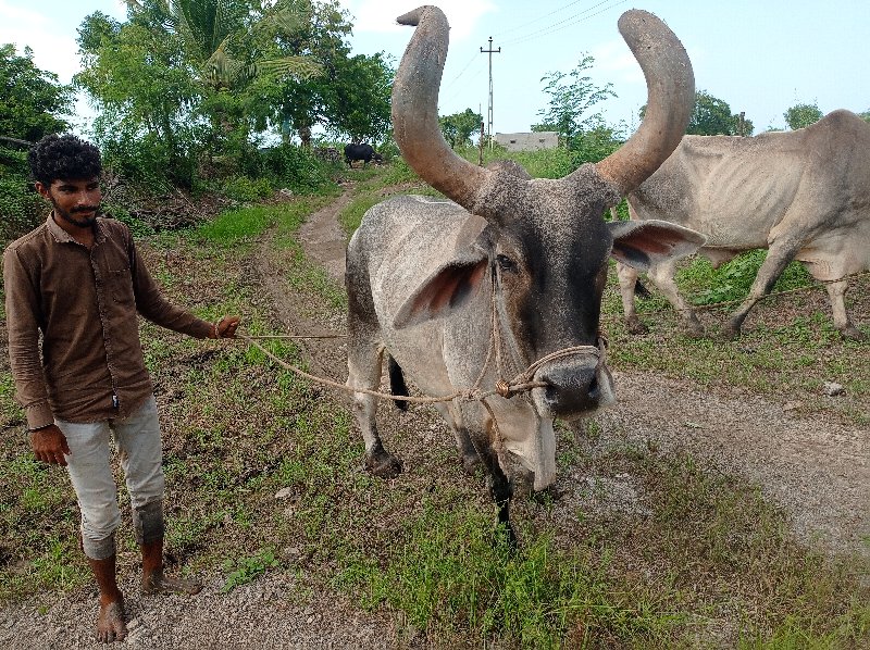 આવો બળદ લેવાનો...