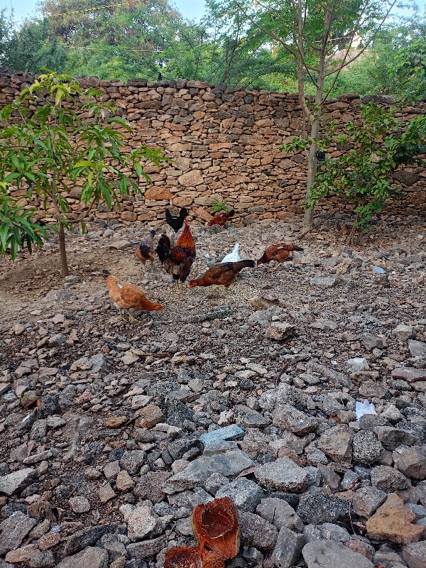 10મુરઘી છે ઈંડા...