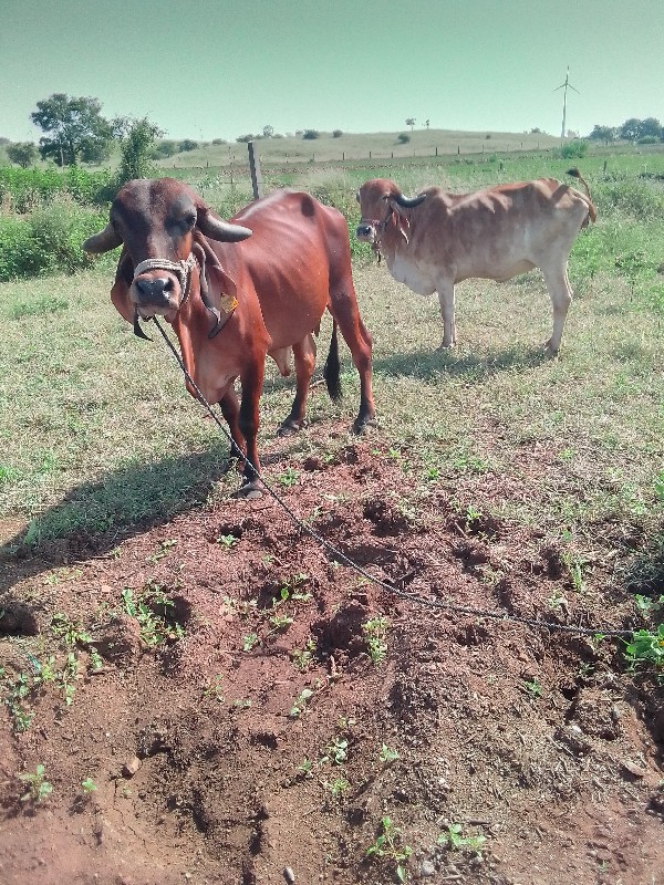 ગાય