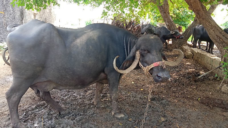 ભેસ વેચવાની છે